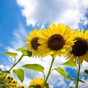 Meet your Posher, Chandi